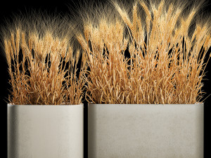 Set of dry ears of wheat in a pot 1202 3D Model