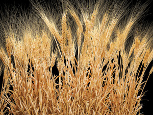 Set of dry ears of wheat in a pot 1202 3D Model