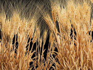 Set of dry ears of wheat in a pot 1202 3D Model