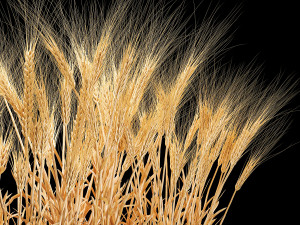 Set of dry ears of wheat in a pot 1202 3D Model