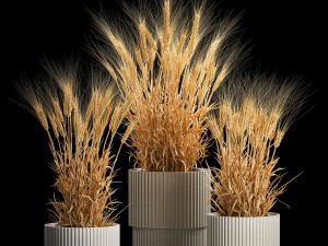 Set of dry ears of wheat in a pot 1203 3D Model