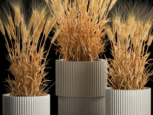 Set of dry ears of wheat in a pot 1203 3D Model