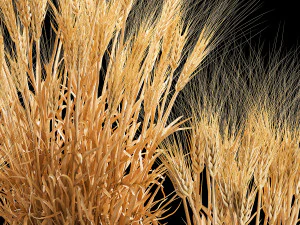 Set of dry ears of wheat in a pot 1203 3D Model