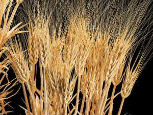 Set of dry ears of wheat in a pot 1203 Model 3D