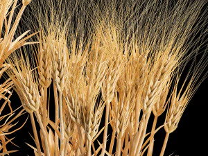 Set of dry ears of wheat in a pot 1203 3D Model