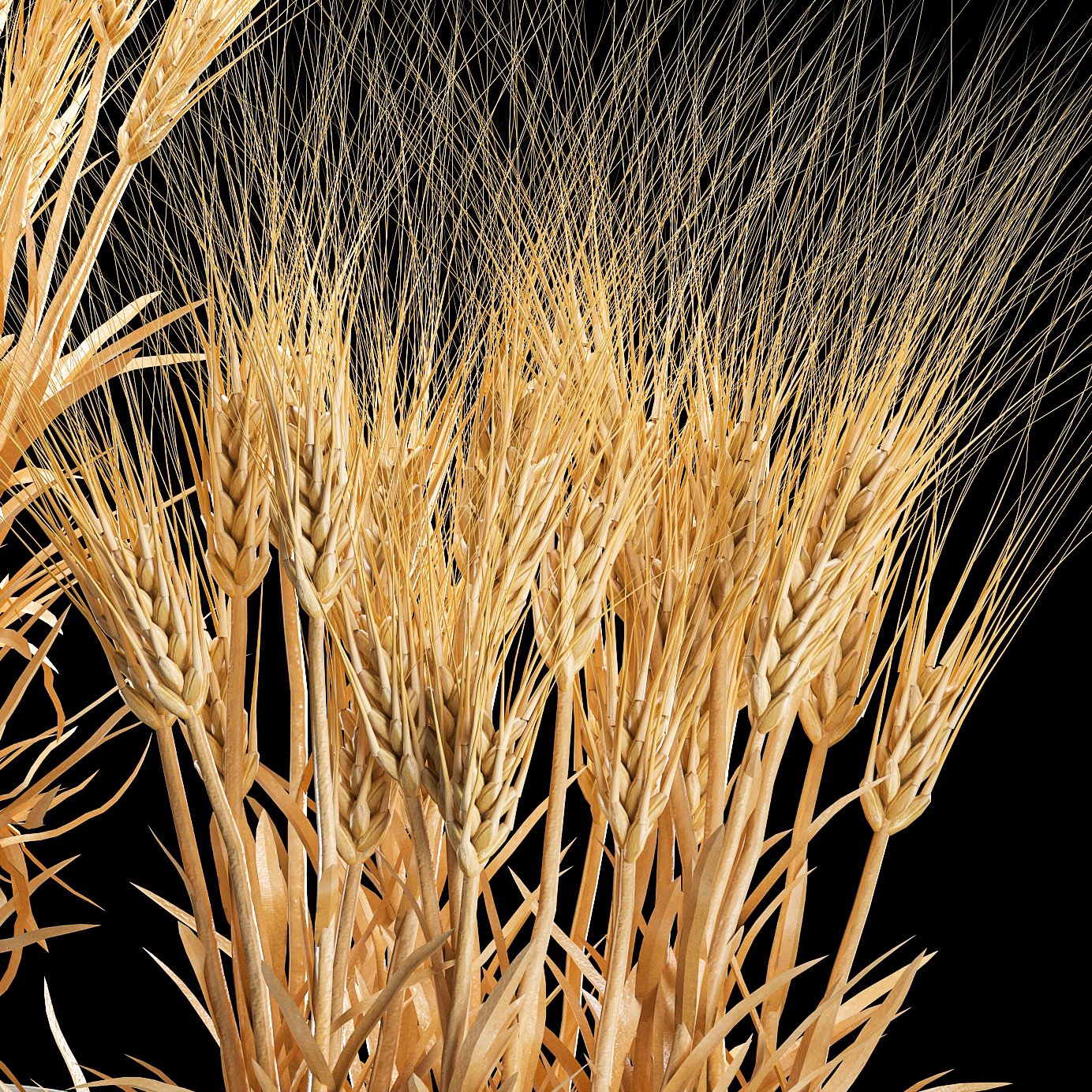 Rust resistance genes in wheat фото 86