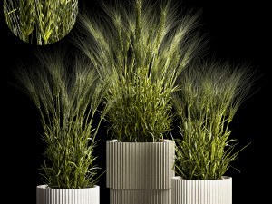 Set Of Green Ears Of Wheat In A Pot 1204 3D Model