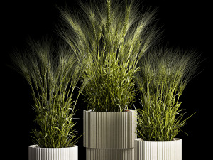 Set Of Green Ears Of Wheat In A Pot 1204 3D मॉडल