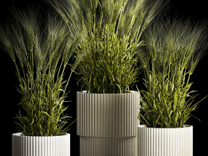 Set Of Green Ears Of Wheat In A Pot 1204 3D मॉडल