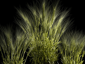 Set Of Green Ears Of Wheat In A Pot 1204 3D मॉडल