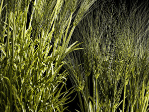 Set Of Green Ears Of Wheat In A Pot 1204 3D मॉडल