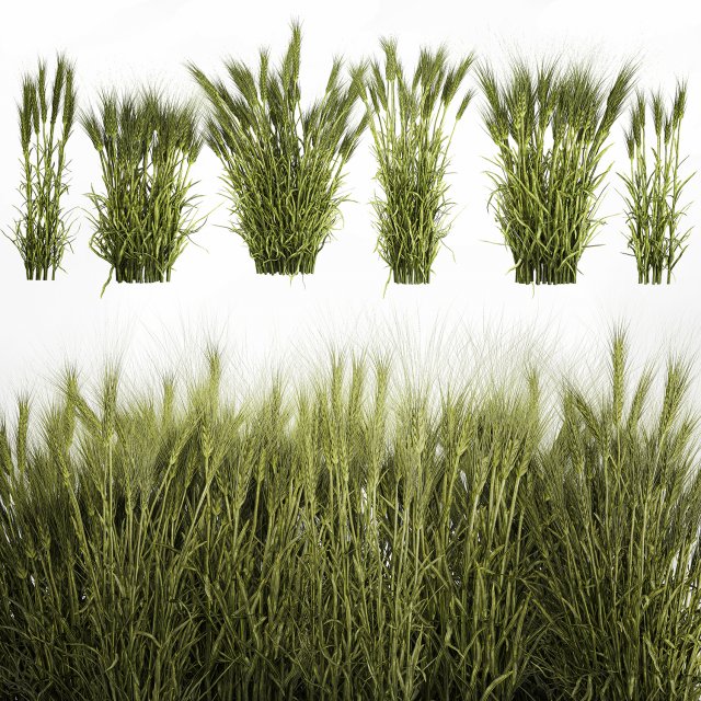 Plants from six bushes of green ears of wheat for landscaping Modèle 3D .c4d .max .obj .3ds .fbx .stl .blend 