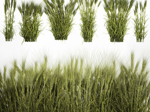 Plants from six bushes of green ears of wheat for landscaping 3D Model