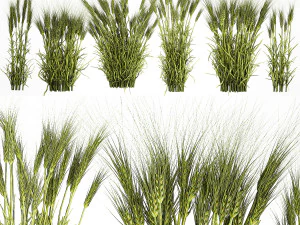 Plants from six bushes of green ears of wheat for landscaping 3D Model