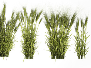 Plants from six bushes of green ears of wheat for landscaping Modèle 3D