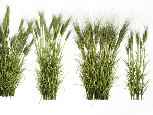 Plants from six bushes of green ears of wheat for landscaping 3D Model