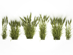 Plants from six bushes of green ears of wheat for landscaping Modèle 3D