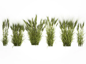 Plants from six bushes of green ears of wheat for landscaping 3D Model