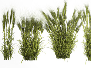 Plants from six bushes of green ears of wheat for landscaping Modèle 3D