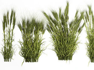 Plants from six bushes of green ears of wheat for landscaping 3D Model