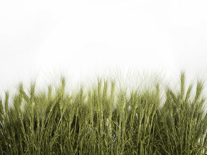 Plants from six bushes of green ears of wheat for landscaping Modèle 3D