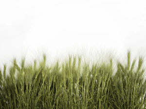 Plants from six bushes of green ears of wheat for landscaping 3D Model