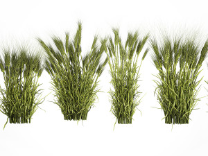 Plants from six bushes of green ears of wheat for landscaping Modèle 3D