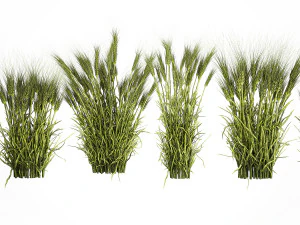 Plants from six bushes of green ears of wheat for landscaping 3D Model