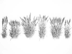 Plants from six bushes of green ears of wheat for landscaping 3D Model