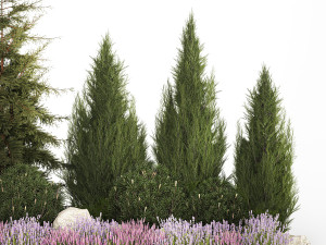 Alpine hill fir tree thuja juniper and lavender bushes 1206 3D Model