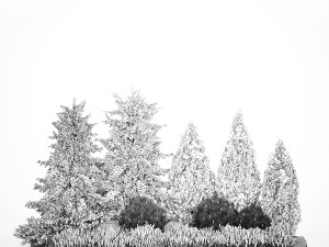 Alpine hill fir tree thuja juniper and lavender bushes 1206 3D Model