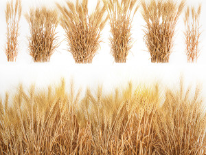 Bushes of dry ears of wheat for landscape design 1207 3D Model
