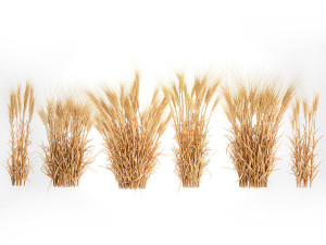 Bushes of dry ears of wheat for landscape design 1207 Modèle 3D