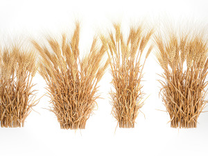 Bushes of dry ears of wheat for landscape design 1207 Modèle 3D