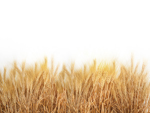 Bushes of dry ears of wheat for landscape design 1207 Modèle 3D