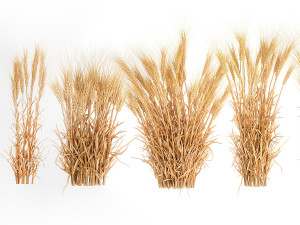 Bushes of dry ears of wheat for landscape design 1207 Modèle 3D