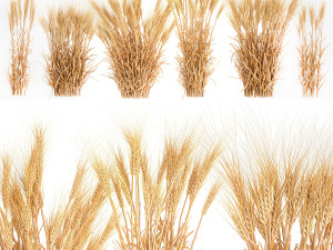 Bushes of dry ears of wheat for landscape design 1207 Modèle 3D