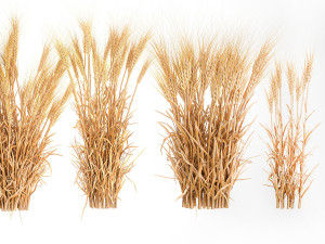 Bushes of dry ears of wheat for landscape design 1207 Modèle 3D