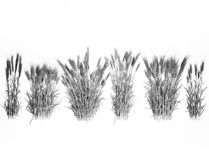 Bushes of dry ears of wheat for landscape design 1207 Modèle 3D