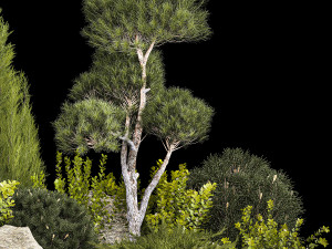 Alpine Hill With Thuja Pine Juniper And Bushes 1208 Model 3D