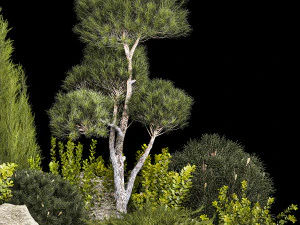 Alpine Hill With Thuja Pine Juniper And Bushes 1208 3D Model