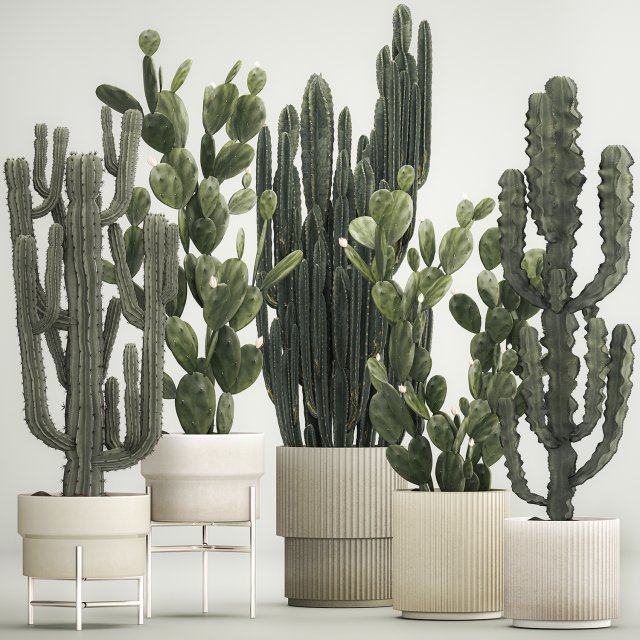 Cactus plants for outdoors and interiors in concrete pots 1209 3D Model .c4d .max .obj .3ds .fbx .stl .blend 