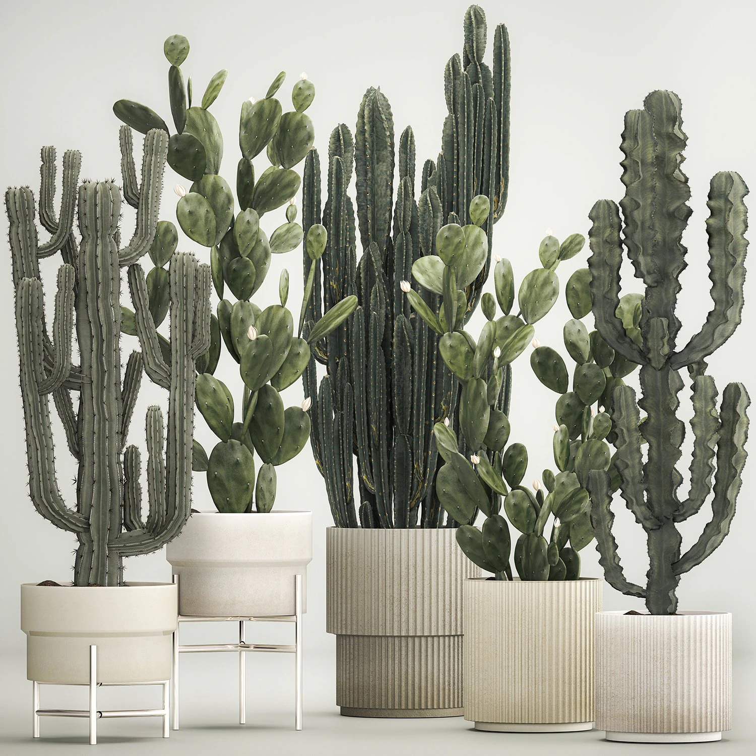 Cactus plants for outdoors and interiors in concrete pots 1209 3D Model .c4d .max .obj .3ds .fbx .stl .blend