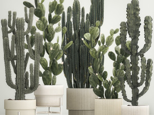 Cactus plants for outdoors and interiors in concrete pots 1209 3D Model