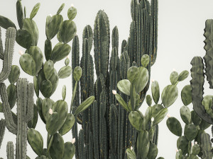 Cactus plants for outdoors and interiors in concrete pots 1209 3D Model