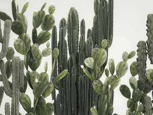 Cactus plants for outdoors and interiors in concrete pots 1209 3D Model