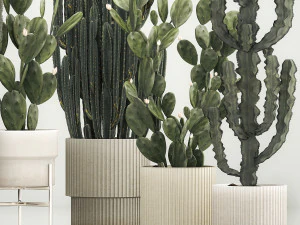Cactus plants for outdoors and interiors in concrete pots 1209 3D Model