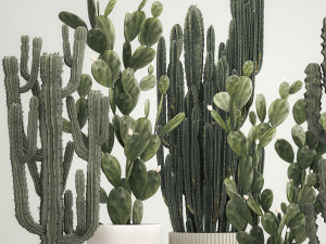 Cactus plants for outdoors and interiors in concrete pots 1209 3D Model