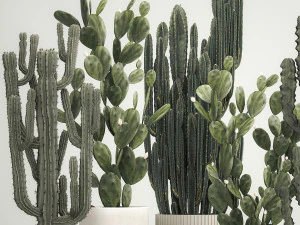 Cactus plants for outdoors and interiors in concrete pots 1209 3D Model