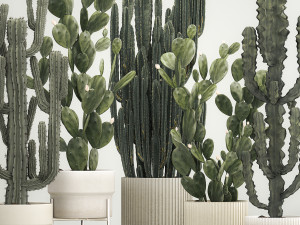Cactus plants for outdoors and interiors in concrete pots 1209 3D Model
